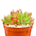 Echeveria 'Frida Kahlo'