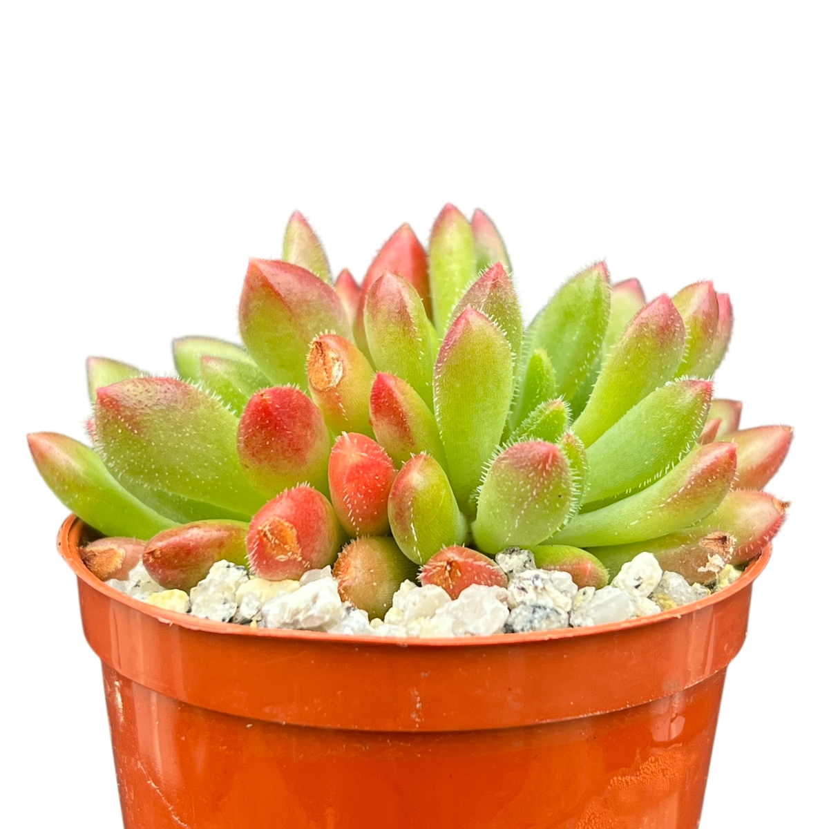 Echeveria 'Frida Kahlo'