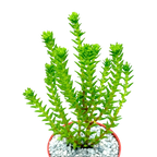 Crassula ericoides