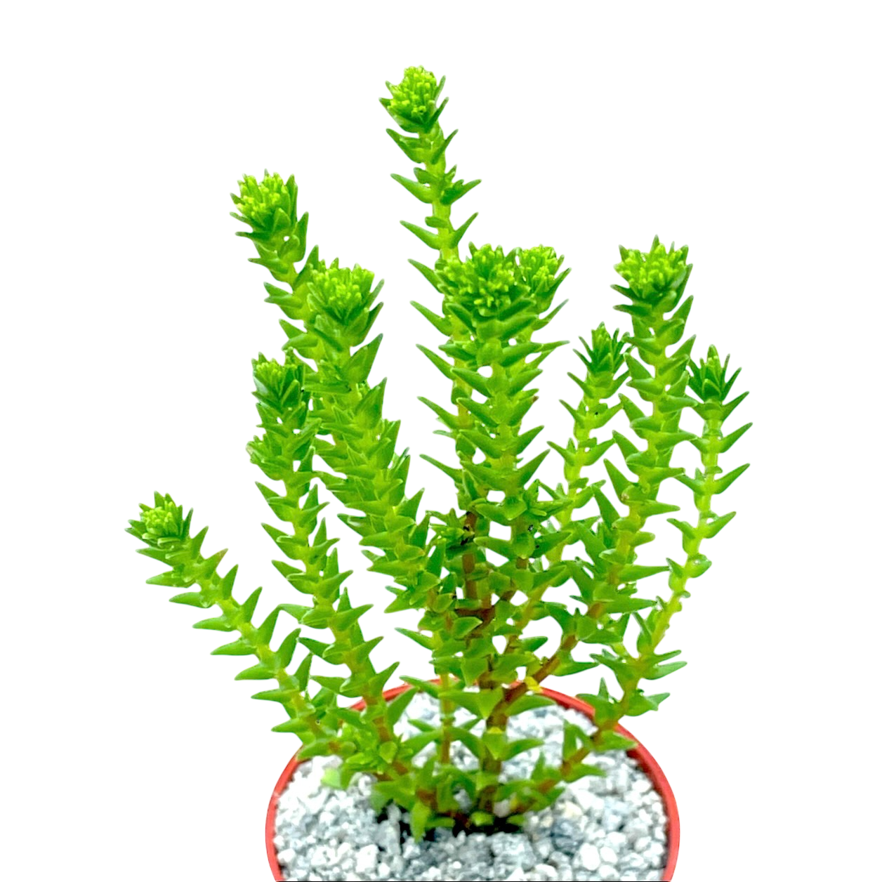 Crassula ericoides