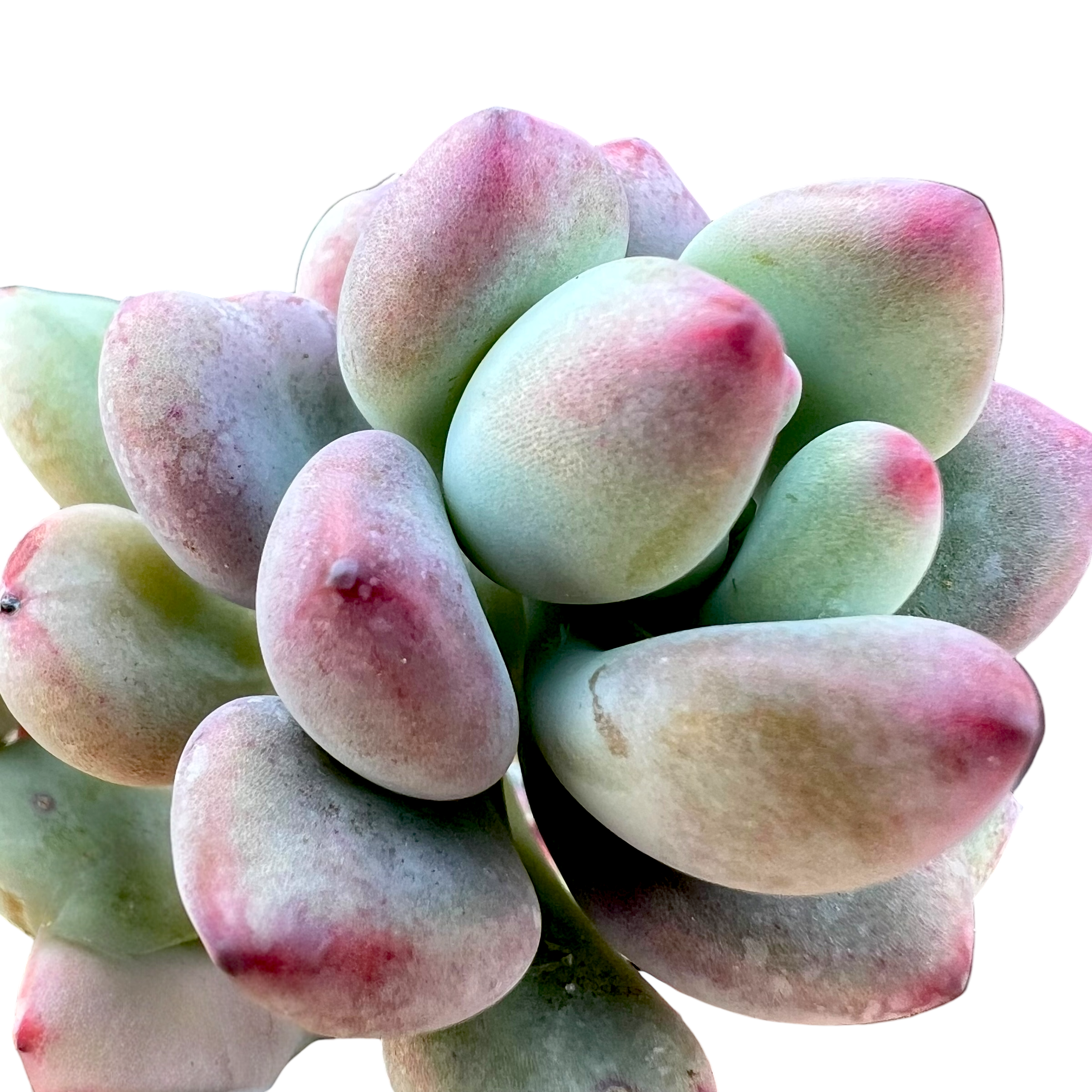 セダム・コンミクストゥム | コミックトム – Surreal Succulents