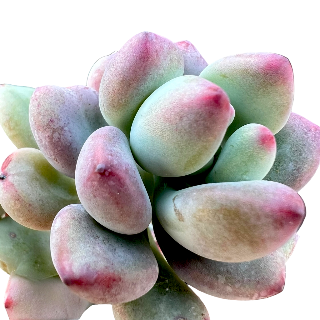 Sedum commixtum | Comic Tom