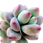 Sedum commixtum | Comic Tom