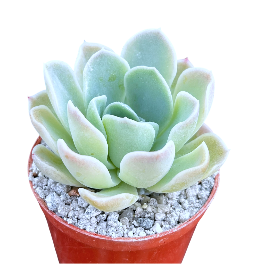 Echeveria 'Big Blue'