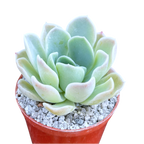 Echeveria 'Big Blue'