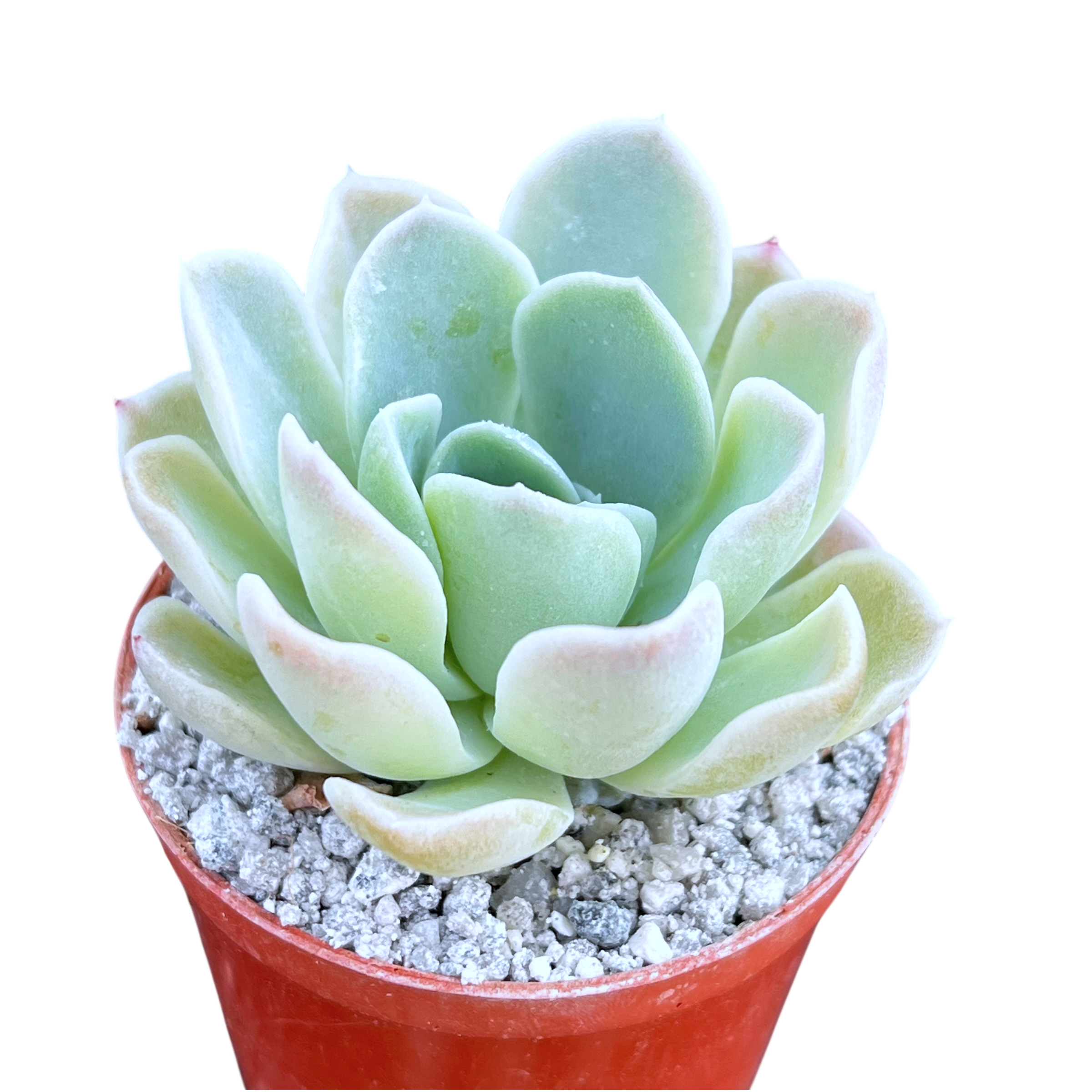Echeveria 'Big Blue'