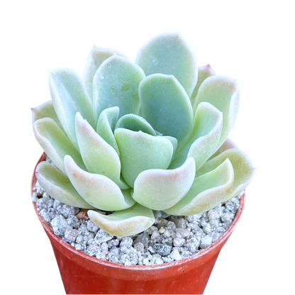 Echeveria 'Big Blue'