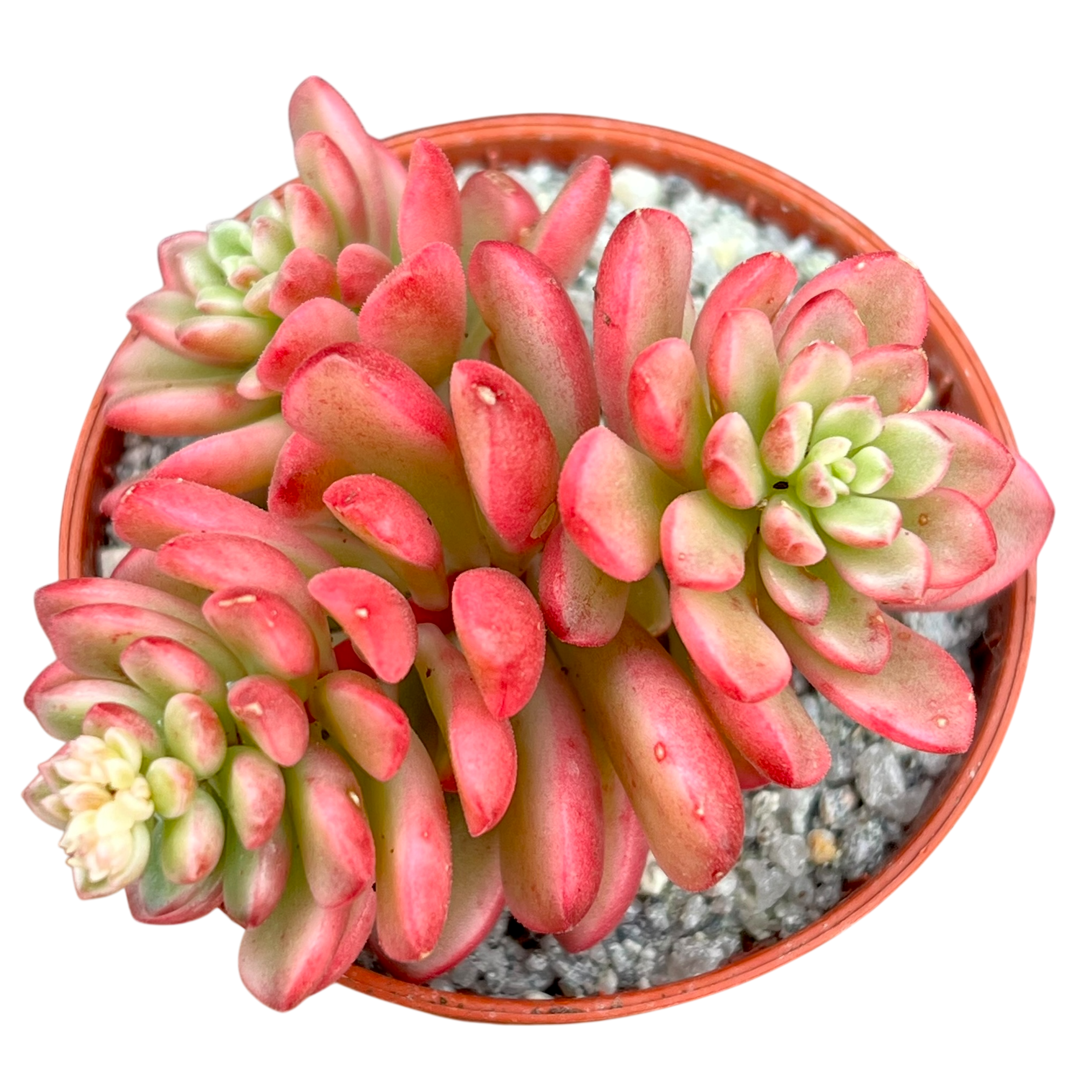 セダム 'ジョイス・タロック' バリエガータ – Surreal Succulents