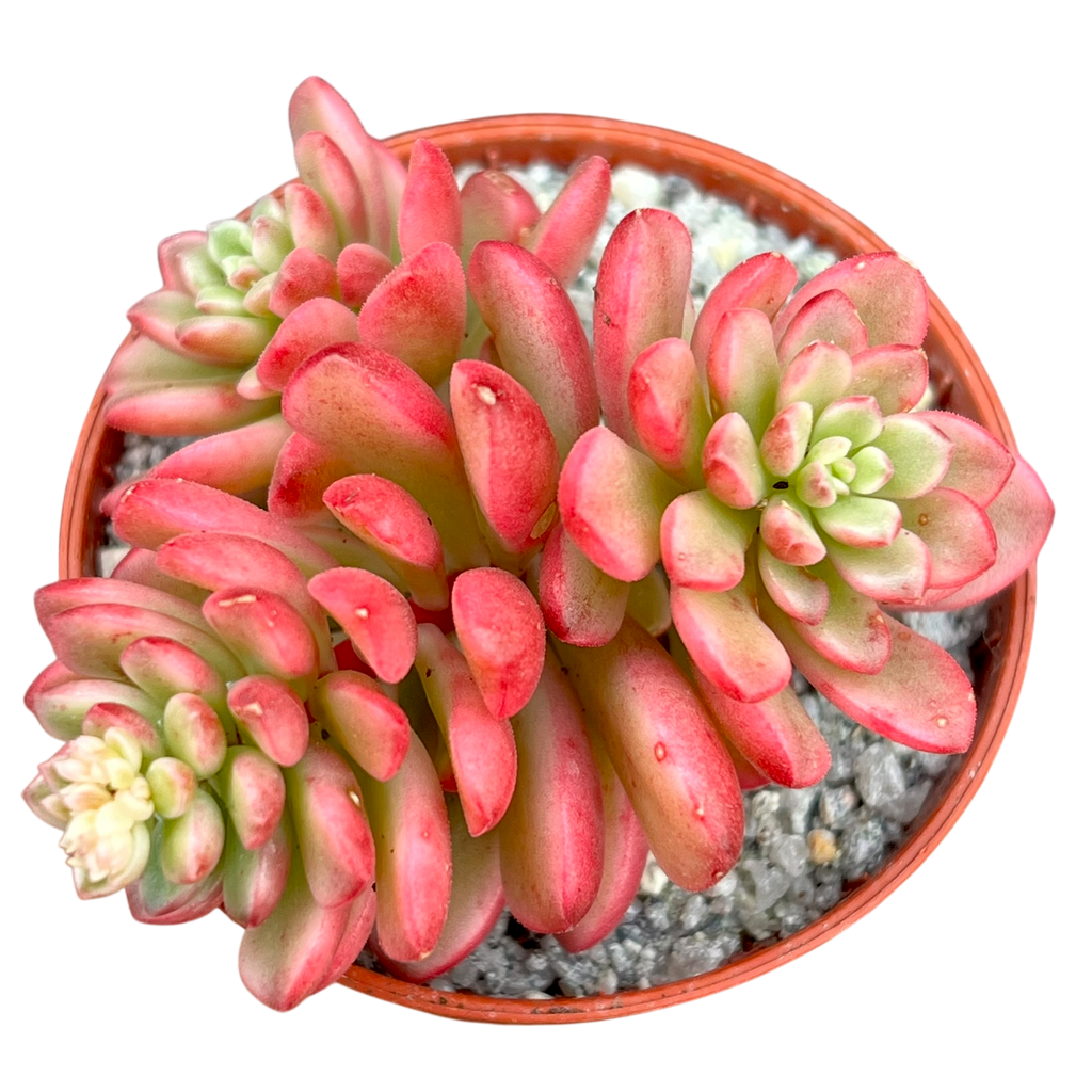 Sedum 'Joyce Tulloch' variegata