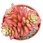 Sedum 'Joyce Tulloch' variegata