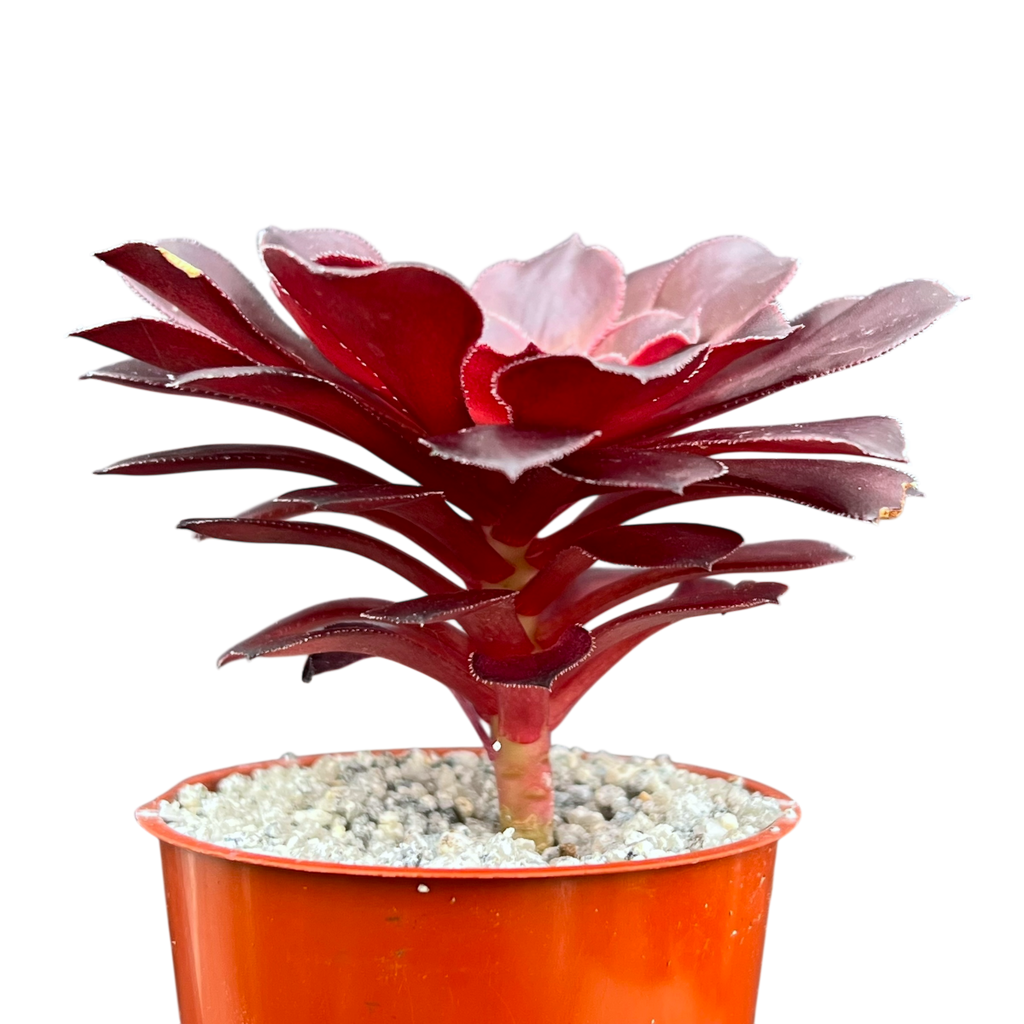 Aeonium 'Copper Kettle'