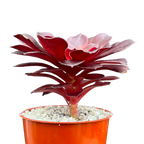 Aeonium 'Copper Kettle'