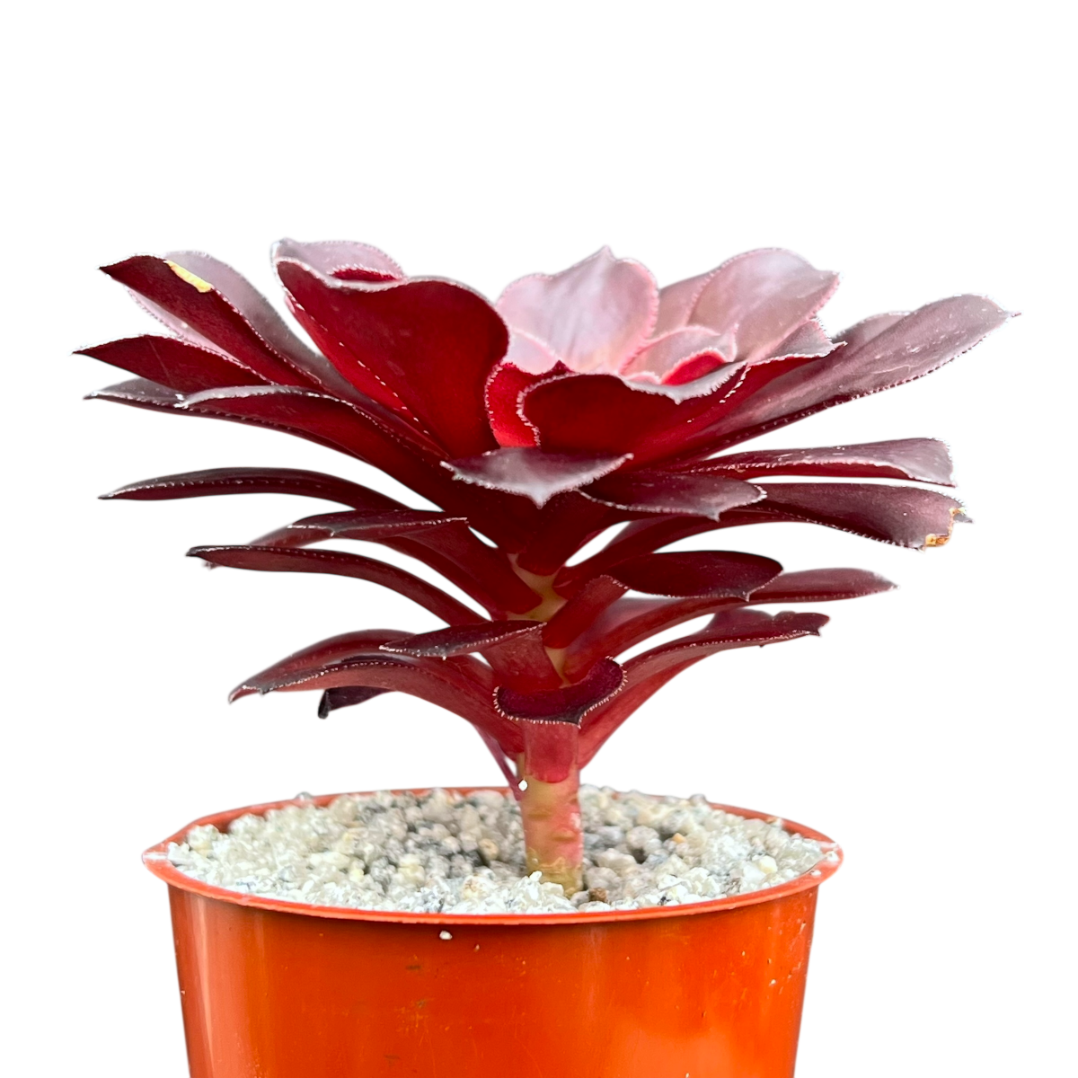 Aeonium 'Copper Kettle'