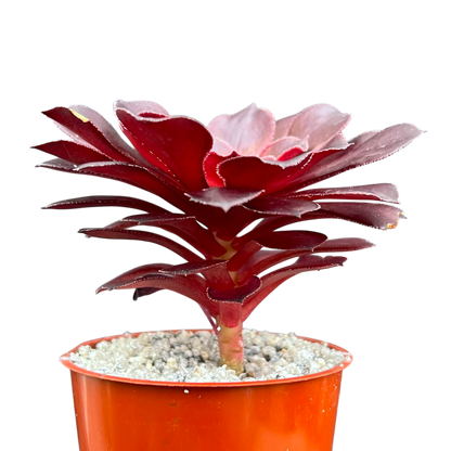 Aeonium 'Copper Kettle'