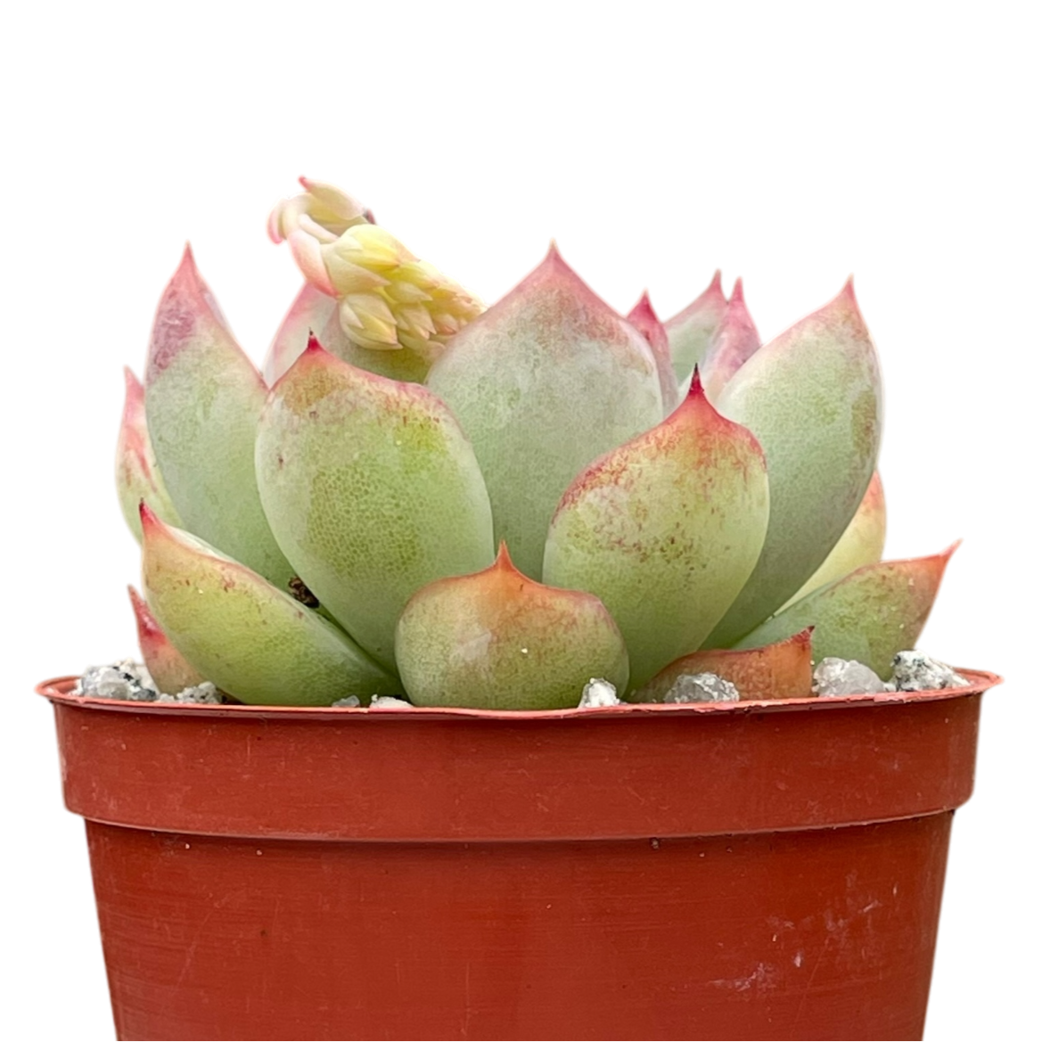 Echeveria 'Ileene'