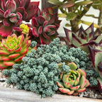 Collection of various succulents with a focus on green and red plants.