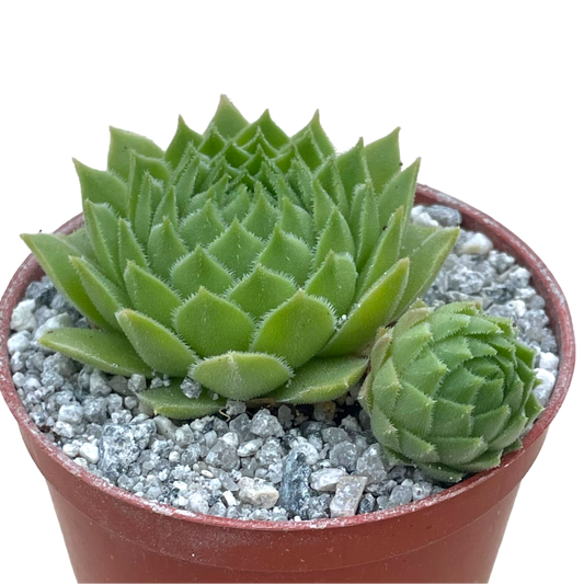 Sempervivum cantabricum