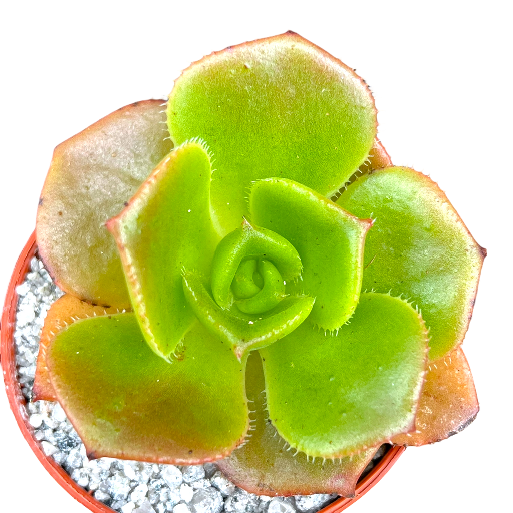 Aeonium nobile