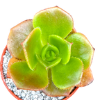 Aeonium nobile