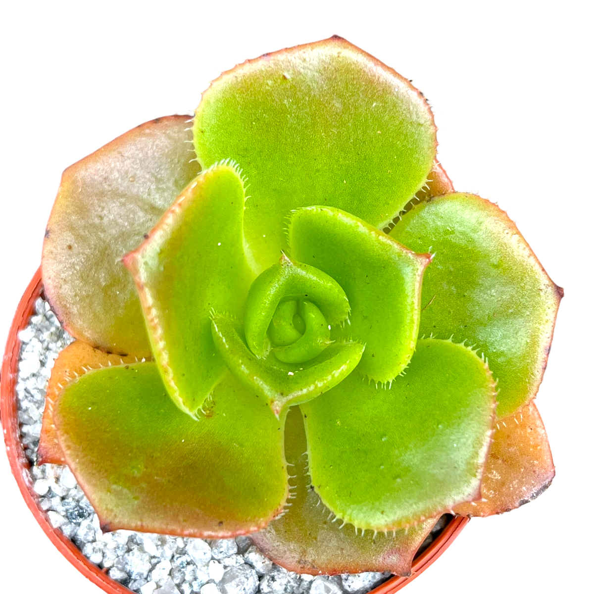 Aeonium nobile