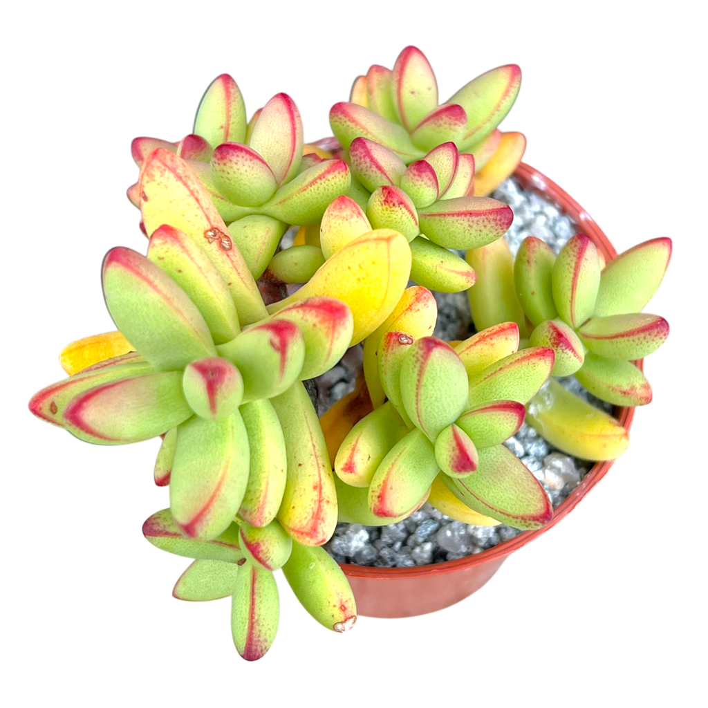 Crassula nudicaulis var. herrei