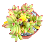 Crassula nudicaulis var. herrei