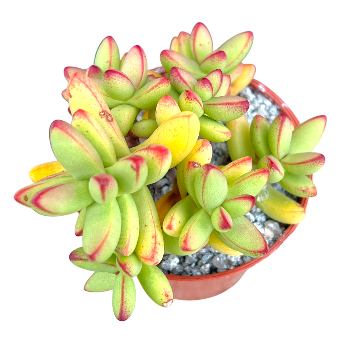Crassula nudicaulis var. herrei