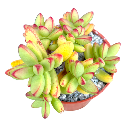 Crassula nudicaulis var. herrei