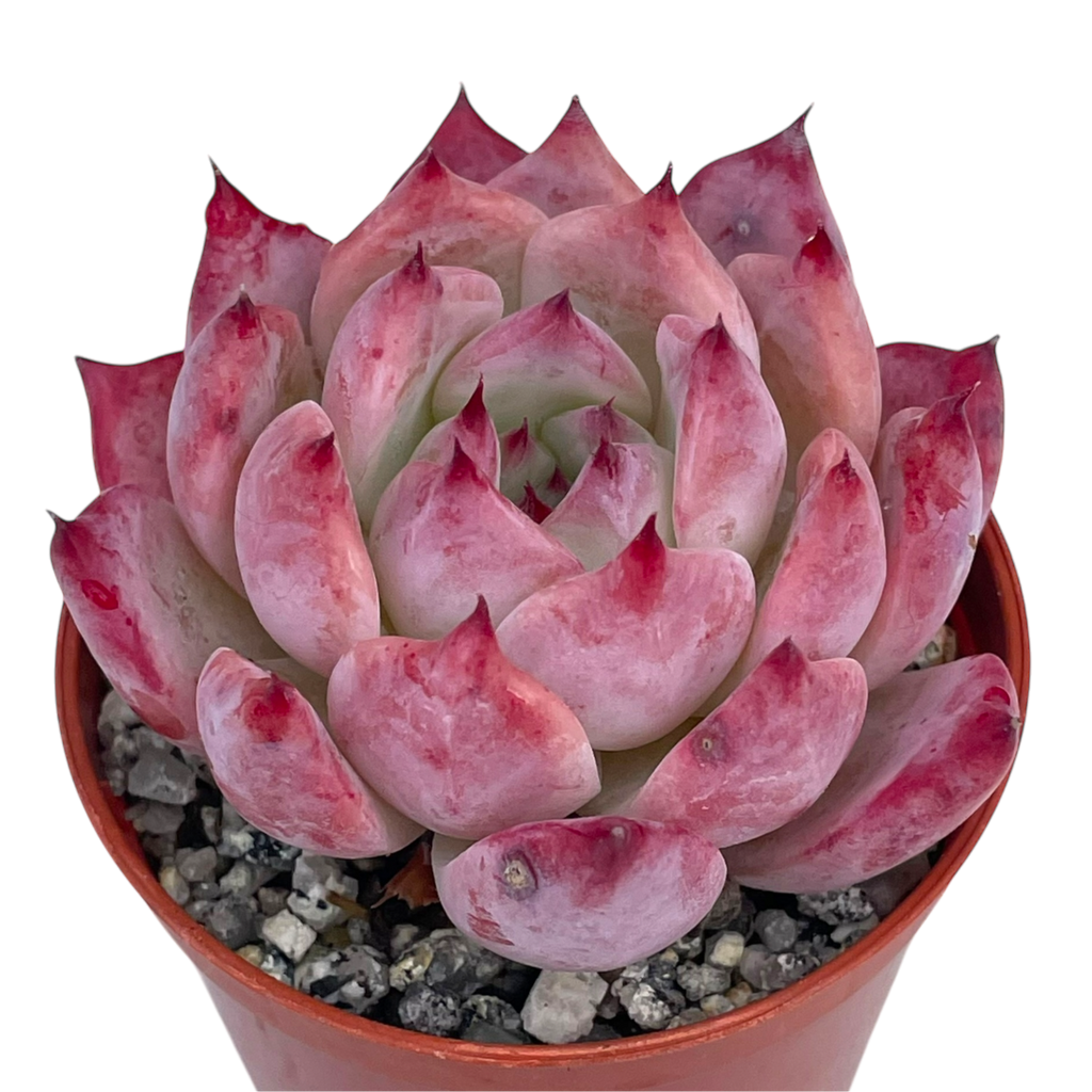 Echeveria lindsayana