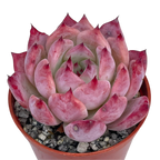 Echeveria lindsayana