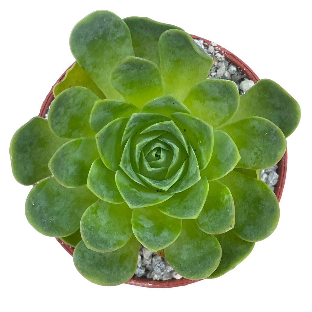Aeonium diplocycla