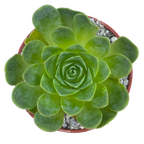 Aeonium diplocycla