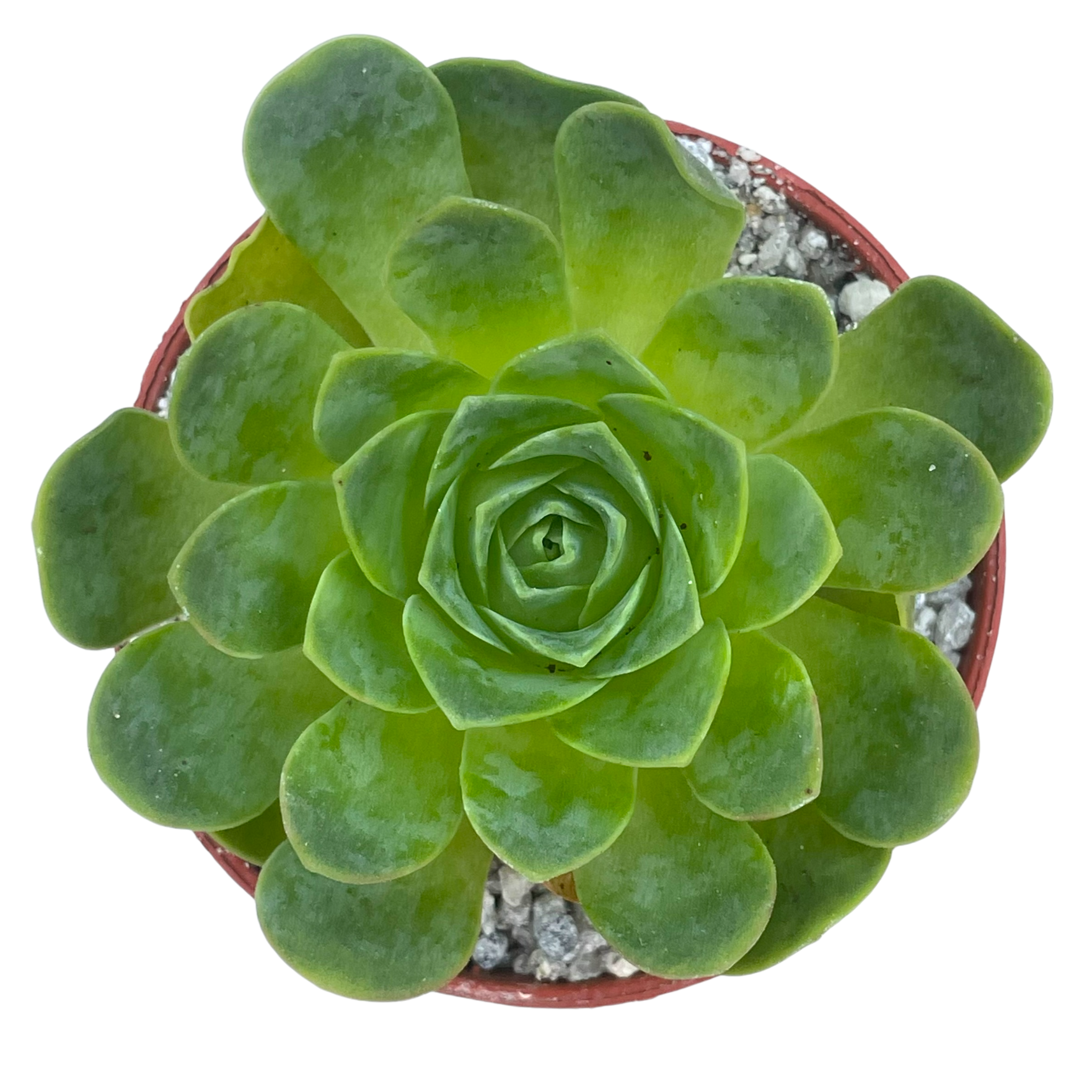 Aeonium diplocycla