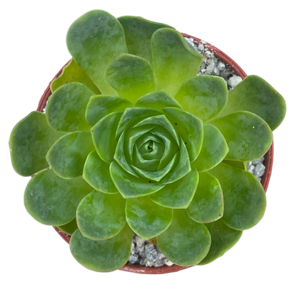 Aeonium diplocycla