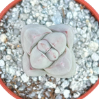 Crassula plegmatoides