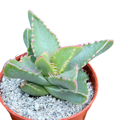 Faucaria britteniae