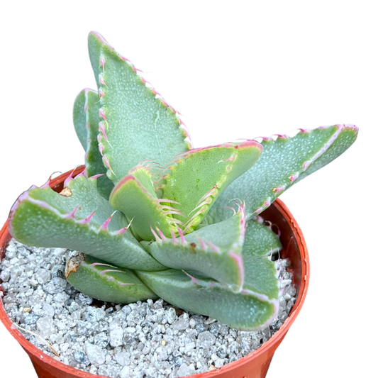 Faucaria britteniae