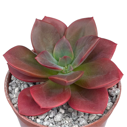 Echeveria 'Chroma'