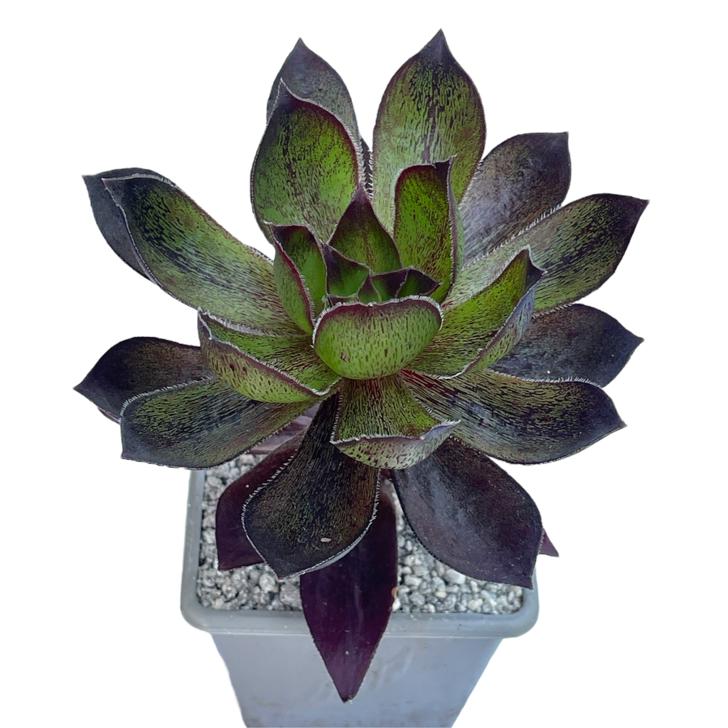 x Semponium 'Mrs Frosty'