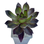 x Semponium 'Mrs Frosty'