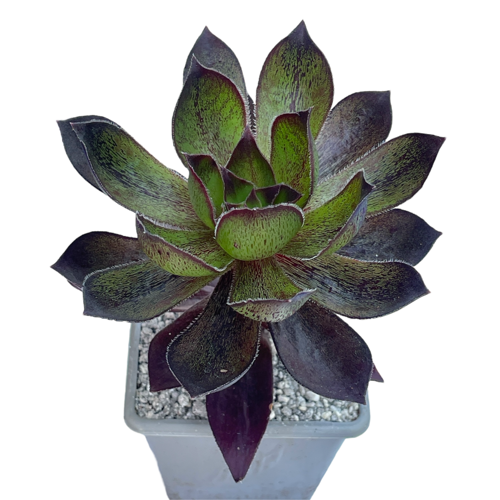 x Semponium 'Mrs Frosty'