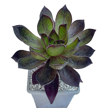 x Semponium 'Mrs Frosty'