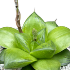 Haworthia 'Green Giant'