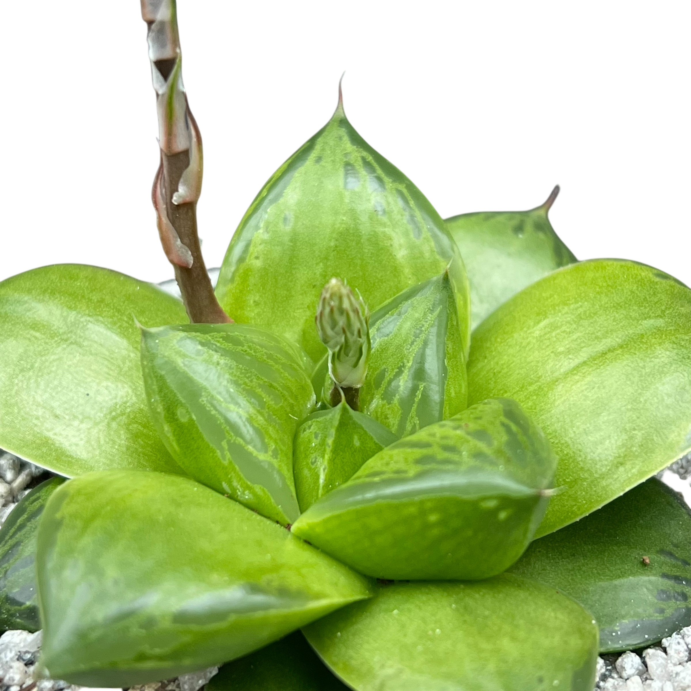 Haworthia 'Green Giant'