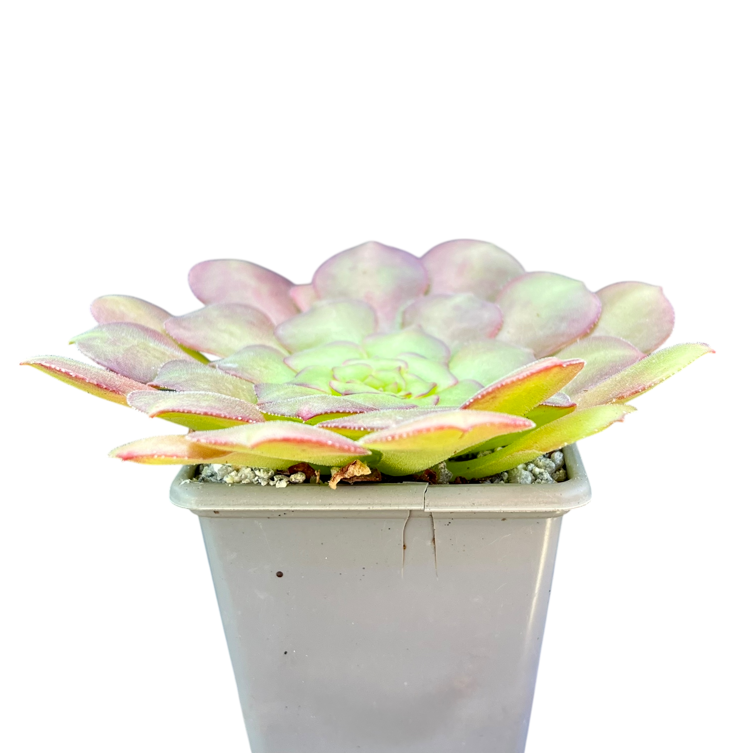 Aeonium glandulosum