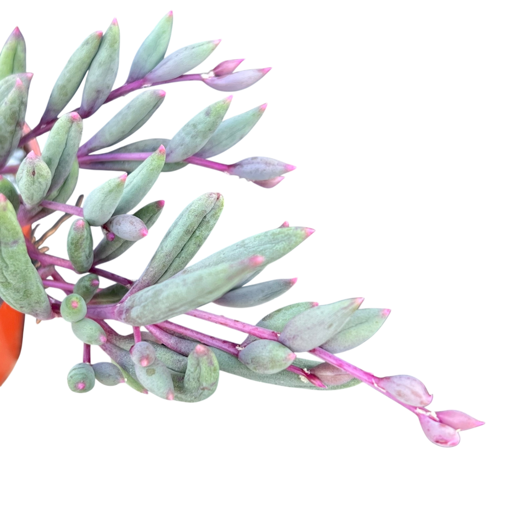 Othonna capensis | Ruby Necklace