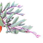 Othonna capensis | Ruby Necklace