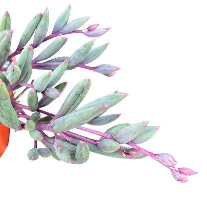 Othonna capensis 'Ruby Necklace'