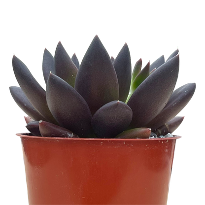 Echeveria affinis