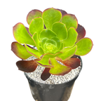 Aeonium 'Pomegranate'